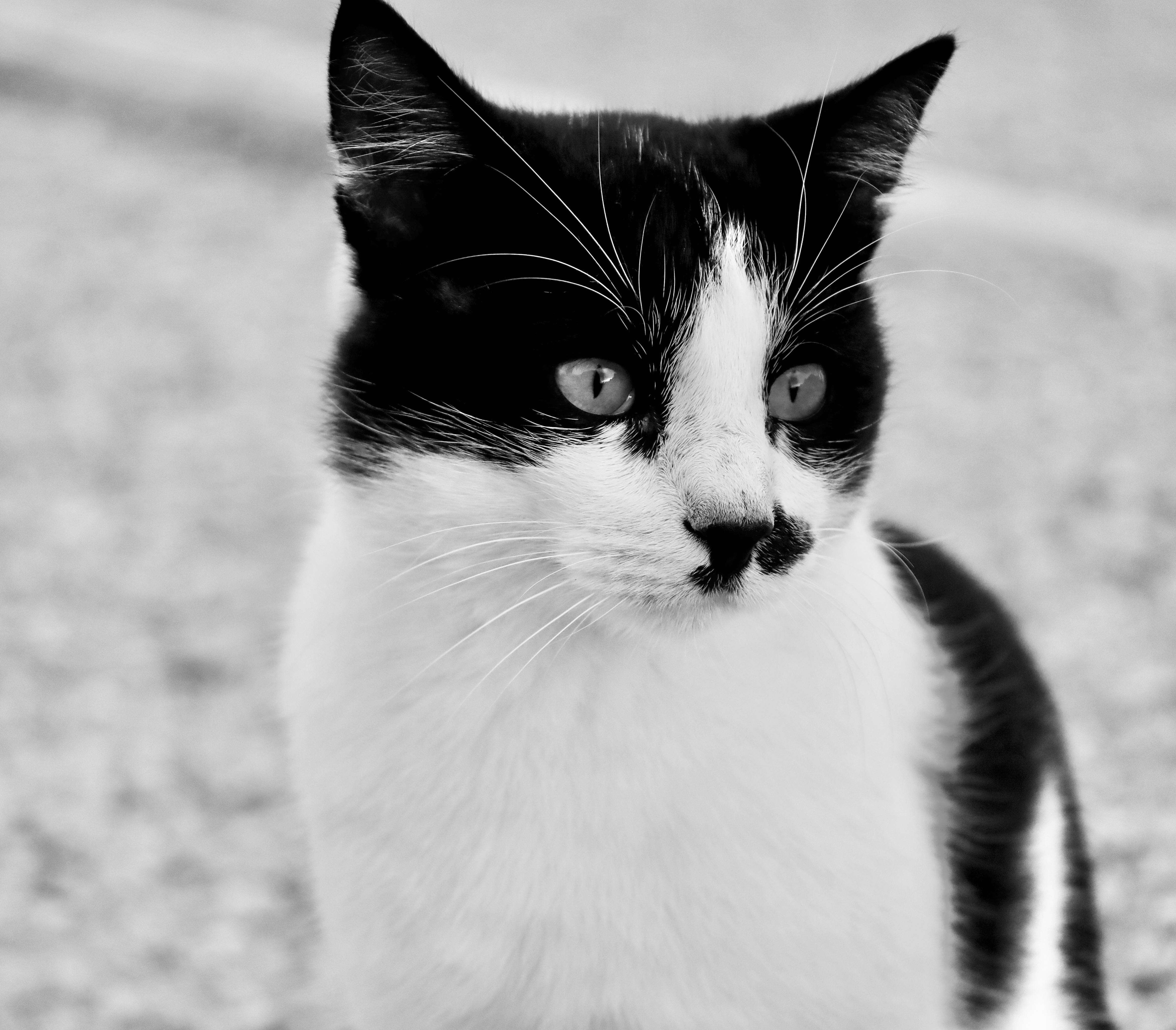 Mastering Carpet Urine Odor Removal