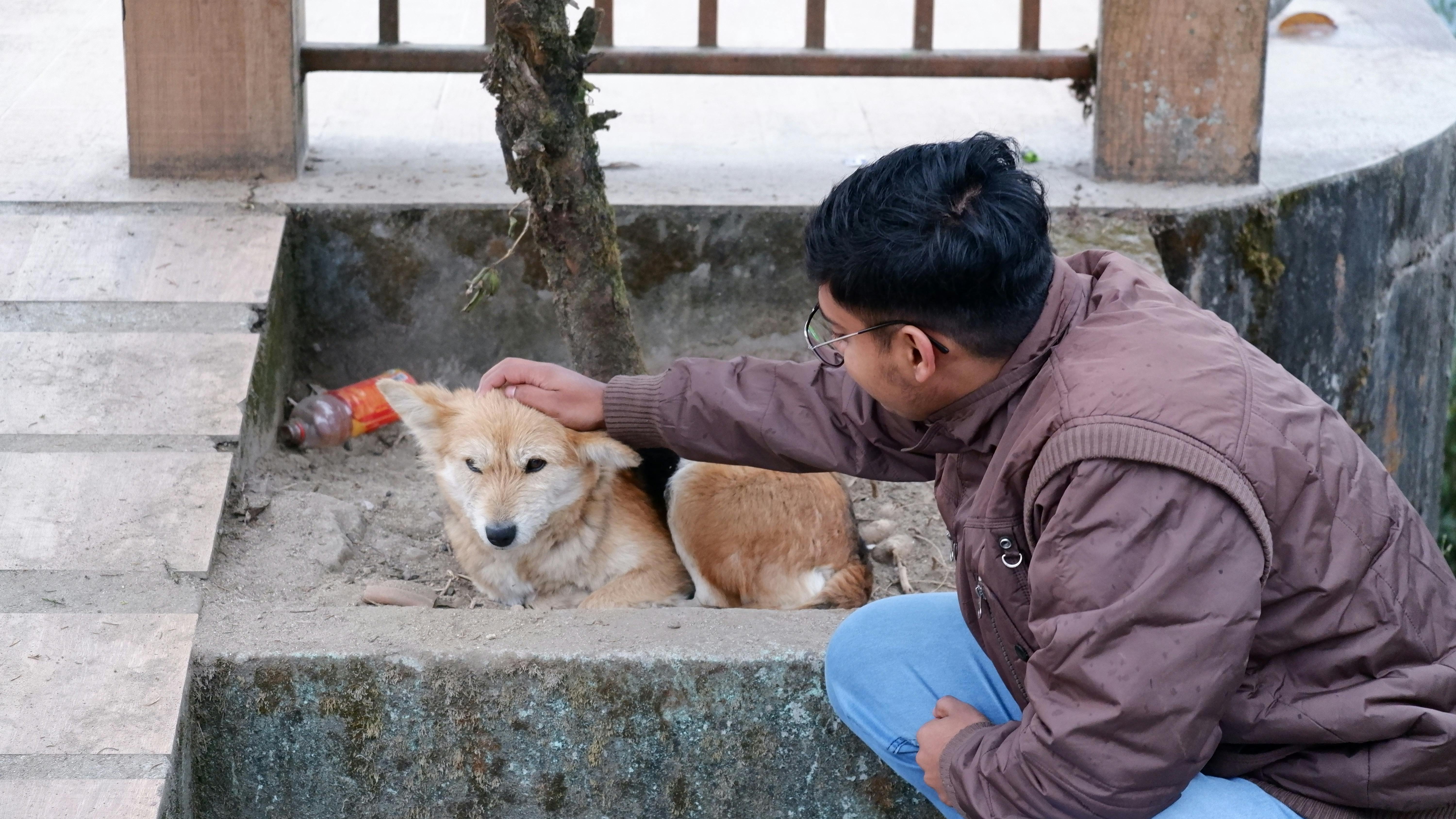 Understanding Dog Peeing: Carpet Solutions That Work