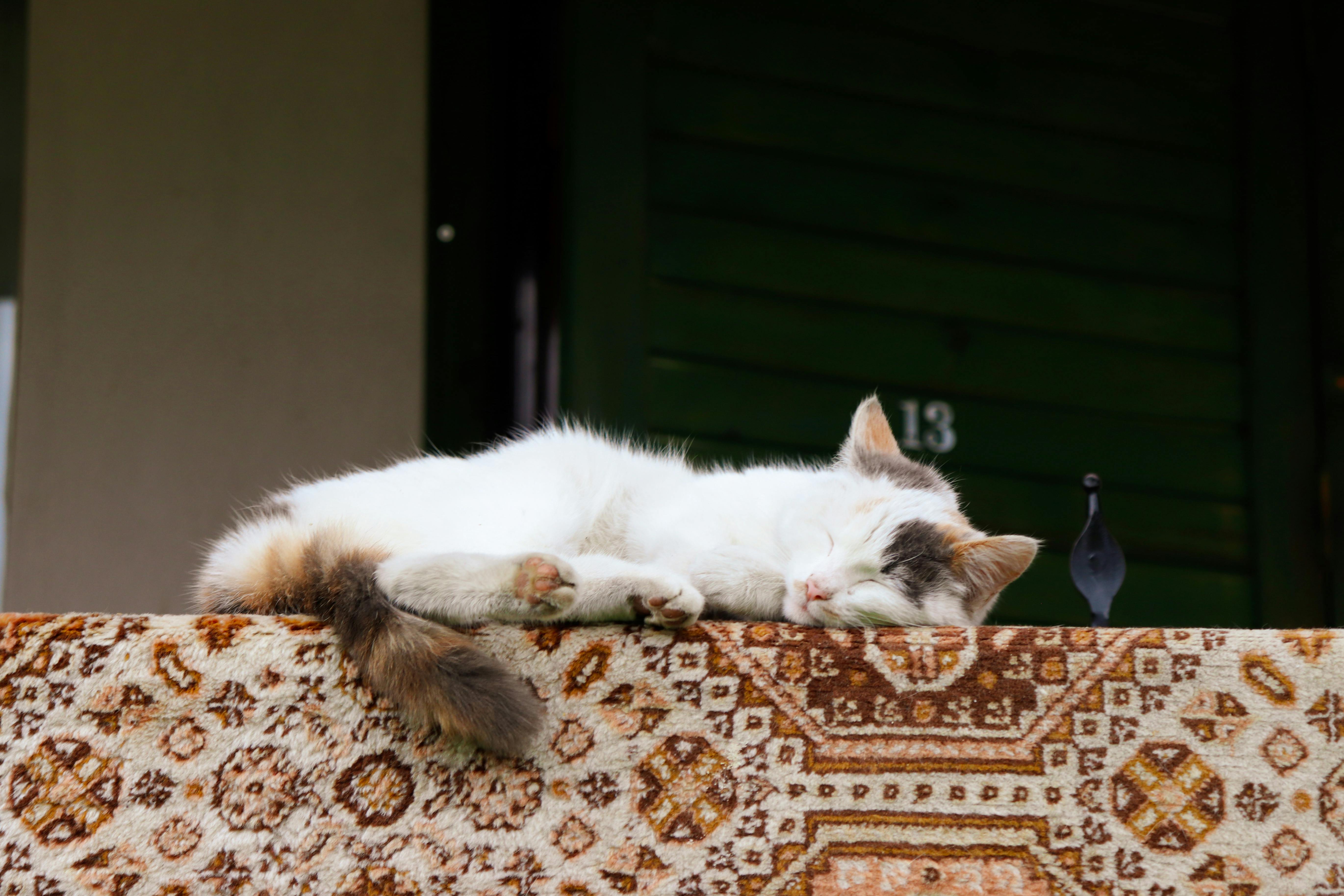 Carpet Peeing: When to Worry About Your Dog