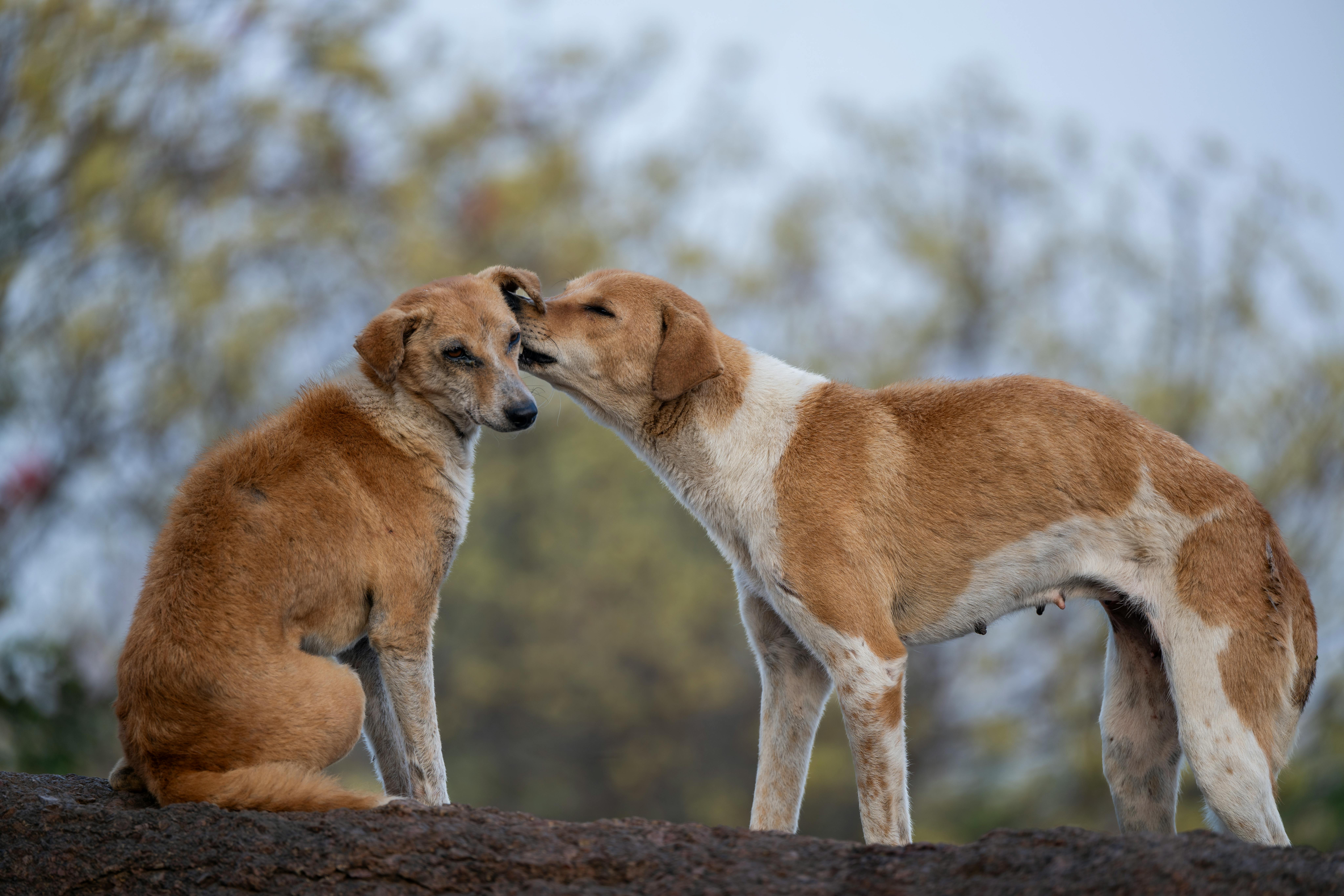 Dog Peeing Issues: Common Myths vs. Facts